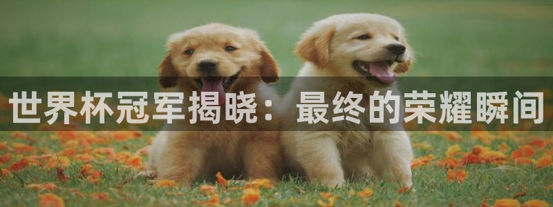 2026世界杯直播免费观看:世界杯冠军揭晓:最终的荣耀瞬间